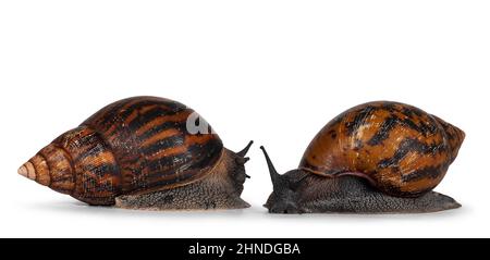 Deux adultes de taille frican géant Ghanese escargot aka géant africain escargot, tigre géant terre escargot ou Achatina Achatina, se déplaçant vers la caméra. Isolé sur un Banque D'Images