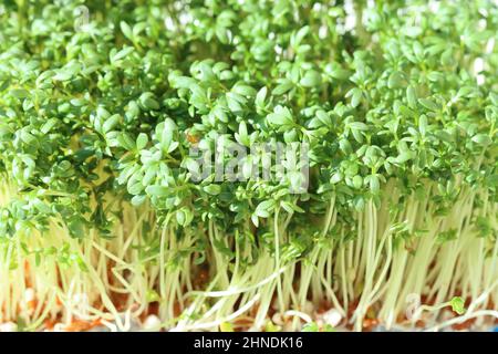 Gros plan des plantes de cresson de la variété Lepidium sativum, vue latérale Banque D'Images