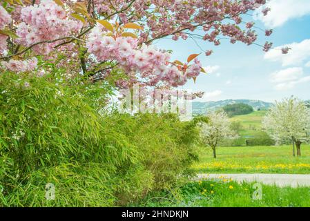 Ressort. Cerisiers en fleurs. Cerisier en pleine fleur. Mise au point au premier plan. Floraison Sakura. Banque D'Images