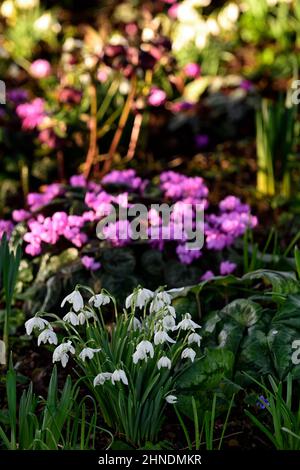 Souche de Cyclamen coum,Galanthus nivalis forma pleniflorus Plore Pleno,doubles gouttes de neige,gouttes de neige,Cyclamen,février,hiver,blanc,rose,fleur Banque D'Images