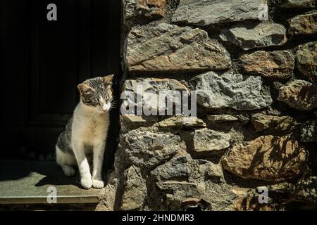 Chat de Feral assis près d'un mur de pierre à Palaios Panteleimonas, Grèce Banque D'Images