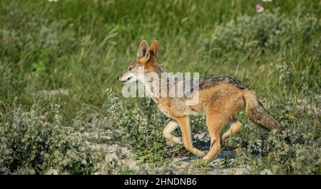 Jackal tournant à gauche. Banque D'Images