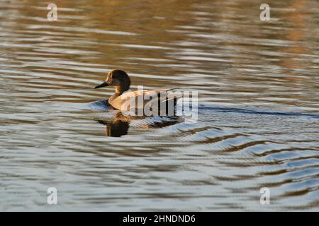 le mâle se balad sur le lac dans la réserve naturelle et profite du soleil du matin Banque D'Images