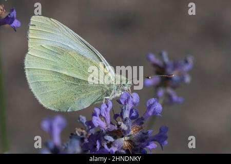 Petit papillon blanc sur lavande. Alimentation au repos Banque D'Images