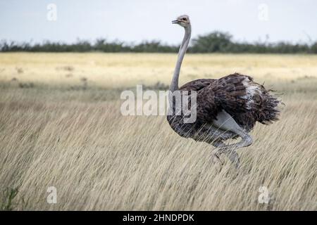 Ostrich femelle sur la savane. Banque D'Images