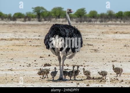 Ostrich masculin protégeant une couvée de dix bébés. Banque D'Images