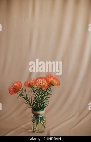 Protees en pleine floraison Banque D'Images