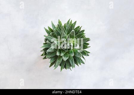 Fleur verte succulente sur fond de marbre. Nature tropicale, décoration élégante. Composition centrale. Vue de dessus Flat lay. Banque D'Images