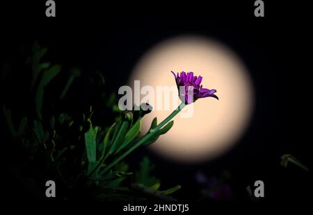 Katmandou, Bagmati, Népal. 16th févr. 2022. Une fleur fleurit contre la pleine lune montante à Katmandou, au Népal, le 16 février 2022. (Image de crédit : © Sunil Sharma/ZUMA Press Wire) Banque D'Images