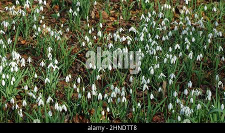 Moquette de Snowdrops en fleur. Banque D'Images