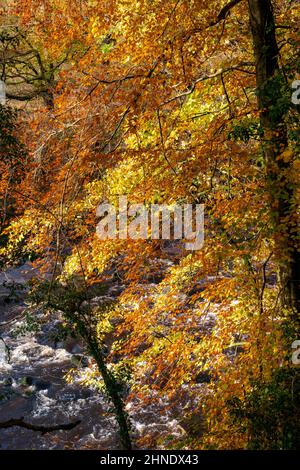 Couleurs d'automne sur la rivière Ribble dans les Yorkshire Dales Banque D'Images