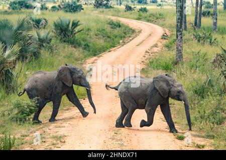 Jeunes éléphants traversant la route dans le parc national de Murchison Falls, en Ouganda Banque D'Images