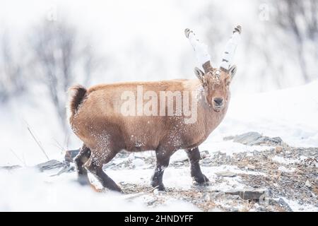 Ibex alpin dans le massif des Ecrins , France Banque D'Images