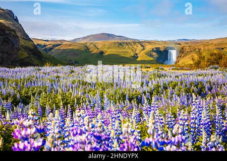 Journée ensoleillée et belle lupin en fleurs sur le terrain. Emplacement place Skogafoss cascade, Skoga River, Islande, Europe. Image pittoresque de la belle n Banque D'Images