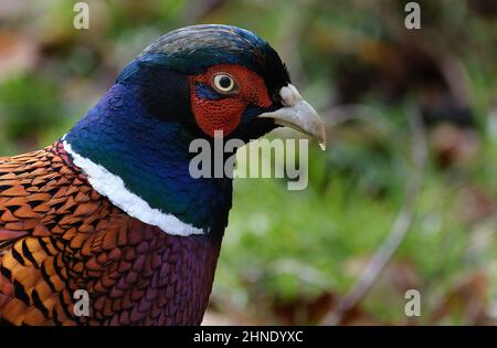 Les faisans sont des oiseaux de plusieurs genres de la famille des Phasianidae, dans l'ordre des Galliformes. Banque D'Images