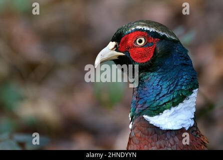 Les faisans sont des oiseaux de plusieurs genres de la famille des Phasianidae, dans l'ordre des Galliformes. Banque D'Images