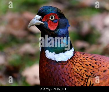 Les faisans sont des oiseaux de plusieurs genres de la famille des Phasianidae, dans l'ordre des Galliformes. Banque D'Images