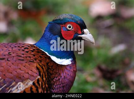 Les faisans sont des oiseaux de plusieurs genres de la famille des Phasianidae, dans l'ordre des Galliformes. Banque D'Images