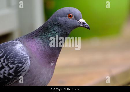 Pigeons de Feral (Columba livia domestica), également appelés colombes de ville, pigeons de ville, ou pigeons de rue,. Banque D'Images