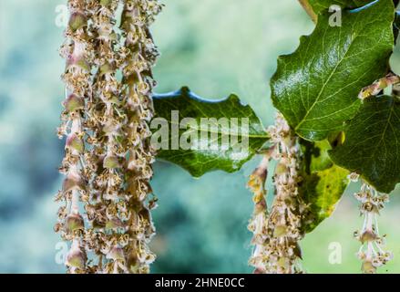 Un Garrya elliptica James Roof ou Silk-Tassel Bush, poussant dans un jardin de campagne. Banque D'Images