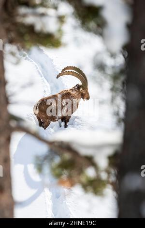 Ibex alpin dans le massif des Ecrins , France Banque D'Images