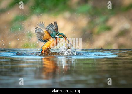 Un Kingfisher européen commun (Alcedo atthis). Bateau de canoë volant après être sorti de l'eau avec des poissons pêchés proies dans son bec sur fond vert naturel Banque D'Images