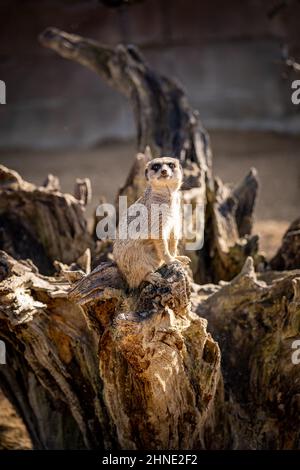 Un meerkat se trouve sur la surface et regarde autour. Banque D'Images