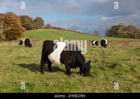 Bétail Galloway beffroi paître dans le champ, Dumfries et Galloway, Écosse, Royaume-Uni Banque D'Images