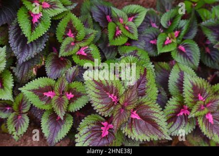 Feuillage de la plante d'amaranthus Banque D'Images