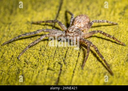 La photo montre probablement une Philodromus aureolus, une araignée de crabe de Philodromin sur une surface en bois Banque D'Images