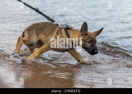Un chiot Berger allemand de onze semaines jouant dans l'eau Banque D'Images