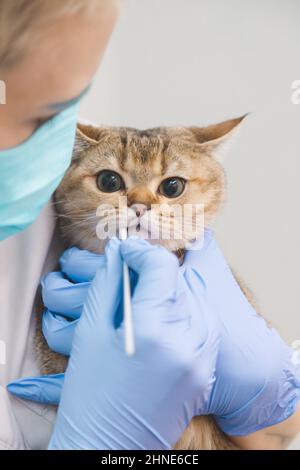 Le médecin prend l'écouvillon de la bouche du chat pour analyse. Vétérinaire et santé des animaux. Banque D'Images