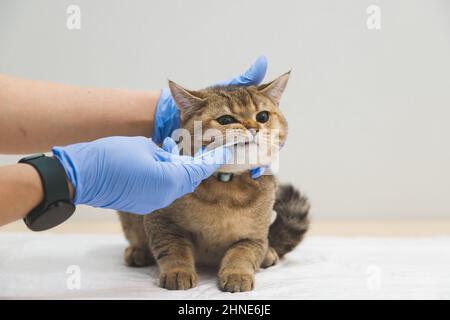 Le médecin prend l'écouvillon de la bouche du chat pour analyse. Vétérinaire et santé des animaux. Banque D'Images