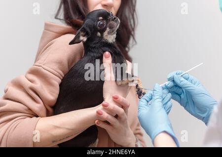 VET prend l'écouvillon de l'oreille de chien. Animaux de compagnie à la main des propriétaires Banque D'Images