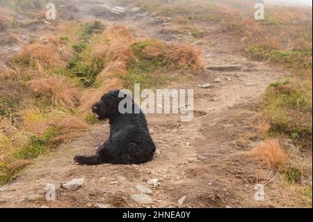 Un chien noir repose sur l'herbe et repose après une promenade, un chien sur une promenade dans les montagnes. Banque D'Images