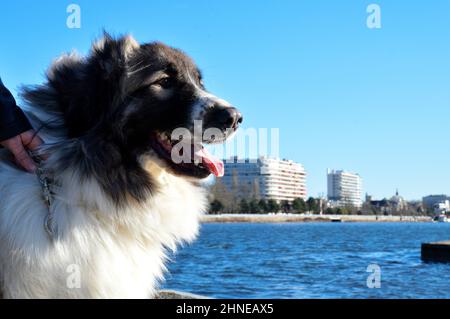 Magnifique chien de montagne pyrénéen dans la ville, c'est une race de chien de berger. Banque D'Images