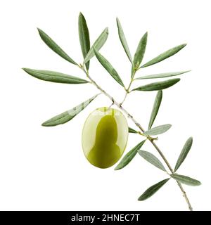 Branche d'olive avec olive verte, isolée sur fond blanc Banque D'Images