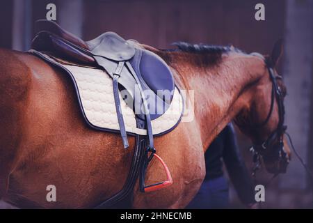 Un cheval de baie avec une manie sombre est habillé dans une selle et un tratlecloth, et l'éleveur de cheval la mène en tenant les rênes près de l'écurie. Equestria Banque D'Images