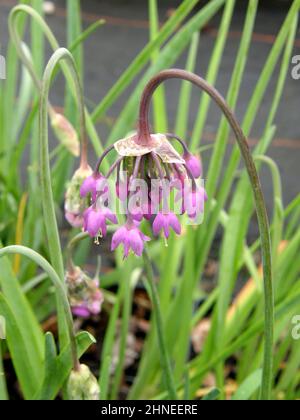 Le poireau de la dame ou l'oignon nouveau (Allium cernuum) fleurit dans un jardin en juin Banque D'Images