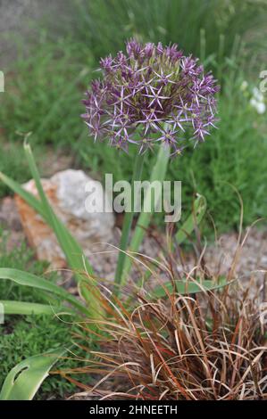 L'oignon perse ou l'étoile de Perse (Allium cristophii) fleurit dans un jardin im May Banque D'Images