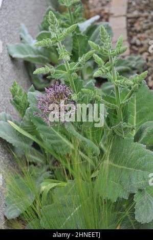 L'oignon perse ou l'étoile de Perse (Allium cristophii) fleurit dans un jardin im May Banque D'Images