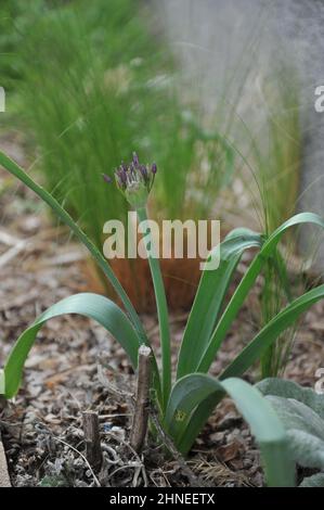 L'oignon perse ou l'étoile de Perse (Allium cristophii) fleurit dans un jardin en avril Banque D'Images