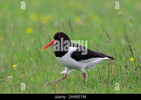 Pourvoyeur à pied commun / oystercacher eurasien (Haematopus ostralegus) fourrager dans les prairies au printemps Banque D'Images