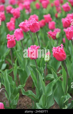 Tulipes à franges roses (Tulipa) Katie Melua fleurissent dans un jardin en avril Banque D'Images