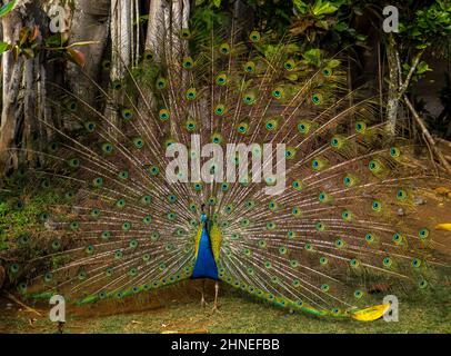 Portrait de beau paon avec plumes sur plein écran Banque D'Images