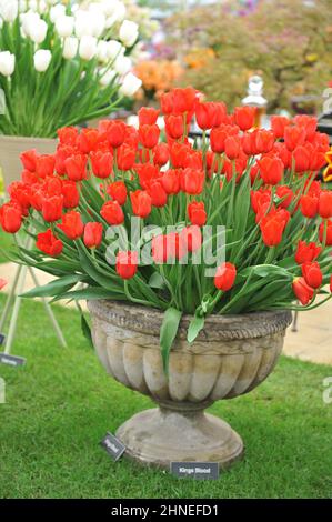 Un bouquet de tulipes rouges uniques tardives (Tulipa) sang-de-fleurs dans un vase lors d'une exposition en mai Banque D'Images