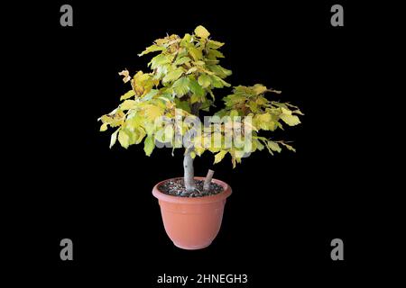 hêtre européen jeune bonsaï isolé sur fond sombre, arbre planté dans un pot en plastique d'entraînement ( Fagus sylvatica ) Banque D'Images