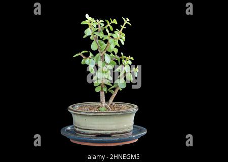 Portulacaria afra jeunes bonsaï isolés sur fond sombre, petit arbre planté dans un pot chinois en céramique Banque D'Images