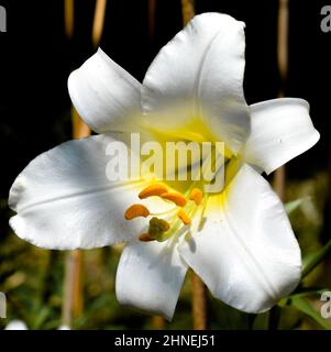 Album de Lilium Royal régime Banque D'Images