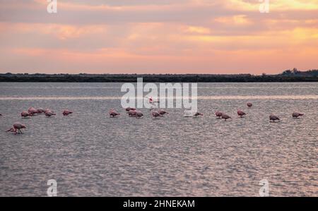 Flamants roses à l'Etang de Vic à Villeneuve-lès-Maguelone, dans le sud de la France Banque D'Images